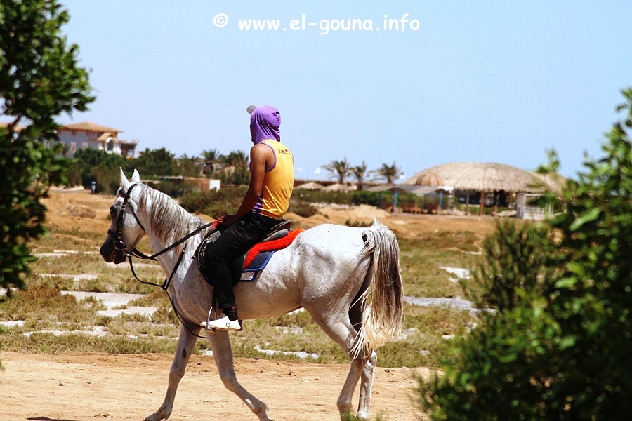 Yalla Horse Stables 3865